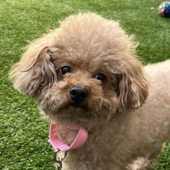 Poodle Dogs Available for Adoption in Bedford, New Hampshire - Coco | PetCurious