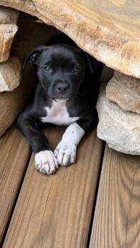 Abby Cadabby -  Pit Bull Terrier and Australian Cattle Dog Blue Heeler Dog for Adoption in Nashville, Tennessee - Abby Cadabby | PetCurious