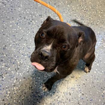 TUSC-Stray-85598 -  Pit Bull Terrier and American Bulldog Dog for Adoption in Tuscaloosa, Alabama - TUSC-Stray-85598 | PetCurious