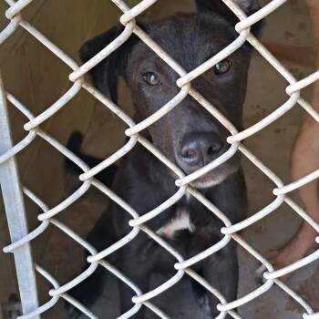 Plato -  Mixed Breed Dog for Adoption in Valley, Alabama - Plato | PetCurious