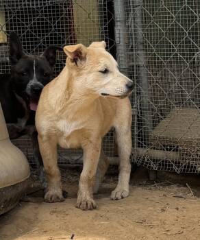 Catahoula Leopard Dog and Labrador Retriever Dogs Available for Adoption in Horn Lake, Mississippi - Goldie - Holly’s Litter Of 8 | PetCurious
