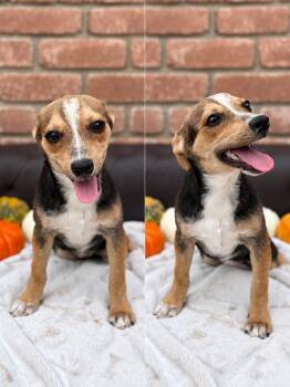 Vantage -  Dachshund and Corgi Dog for Adoption in San Diego, California - Vantage | PetCurious