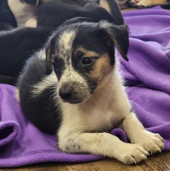 Biscuit (Born 04/26/26) -  Terrier Dog for Adoption in Troy, Alabama - Biscuit (Born 04/26/26) | PetCurious