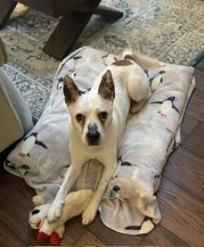 Duncan -  Cattle Dog Dog for Adoption in Grand Rapids, Michigan - Duncan | PetCurious