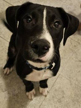 Australian Cattle Dog Blue Heeler and Labrador Retriever Dogs Available for Adoption in Calera, Alabama - Ricky | PetCurious