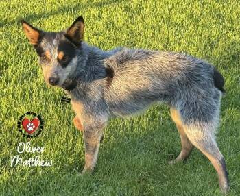 Cattle Dog Dogs Available for Adoption in Joliet, Illinois - Oliver Matthew | PetCurious