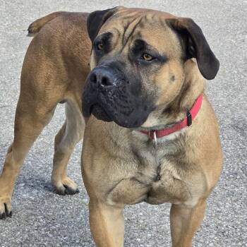 Boerboel Dogs Available for Adoption in Waterloo, Iowa - Rowley | PetCurious