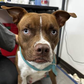 Pit Bull Terrier Dogs Available for Adoption in Cleveland, Mississippi - Zelda | PetCurious