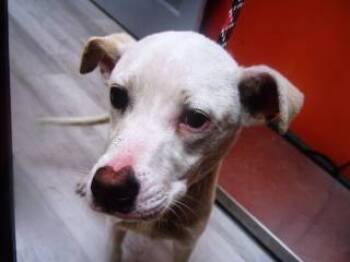 Rescue Treeing Walker Coonhound and Labrador Retriever Dogs for Adoption in Princeton, West Virginia - Marty | PetCurious