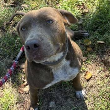 Maggie -  Pit Bull Terrier Dog for Adoption in Semmes, Alabama - Maggie | PetCurious