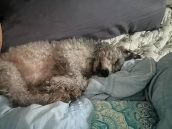 Poodle Dogs Available for Adoption - Little Cowboy | PetCurious