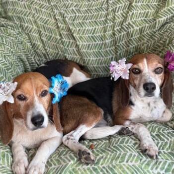 Beagle Dogs Available for Adoption - Matty & Ellie (Bonded Pair Of Beagles) | PetCurious