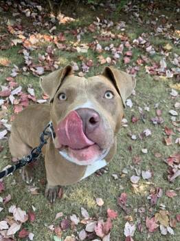 Rescue Pit Bull Terrier Dogs for Adoption in Aliquippa, Pennsylvania - JANE DOE | PetCurious