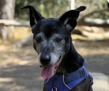 Ponyo -  Mountain Dog Dog for Adoption in San Ramon, California - Ponyo | PetCurious