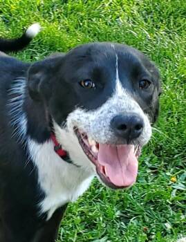 Poppy -  Labrador Retriever and Spaniel Dog Available for Adoption in Lewiston, Idaho - Poppy | PetCurious