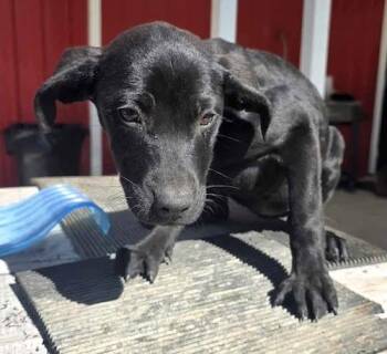 Rescue Labrador Retriever Dogs for Adoption in Sudbury, Massachusetts - Bella, Bessie, Blanca, And Bonnie | PetCurious