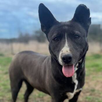 Cocoa * -  Labrador Retriever and Shepherd Dog for Adoption in Hackett, Arkansas - Cocoa * | PetCurious