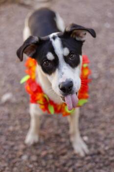 Rescue Terrier Dogs for Adoption in El Paso, Texas - Johnny | PetCurious