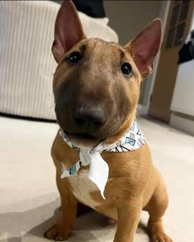 Paisley -  Bull Terrier Dog for Adoption in Norco, California - Paisley | PetCurious