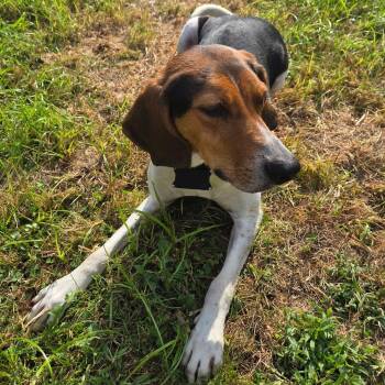 Rescue Treeing Walker Coonhound Dogs for Adoption in Cincinnati, Ohio - Jamie | PetCurious