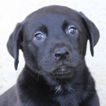 Black Labrador Retriever Dogs Available for Adoption in Eaton, Ohio - Cliff | PetCurious