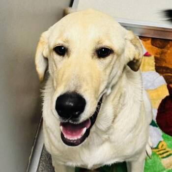 Annie -  Labrador Retriever Dog for Adoption in Des Moines, Iowa - Annie | PetCurious
