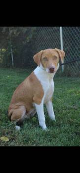 Rosetta -  Labrador Retriever Dog for Adoption in Berea, Kentucky - Rosetta | PetCurious