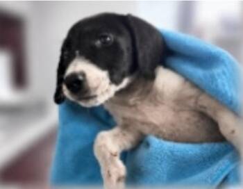 Sam -  English Coonhound and Mixed Breed Dog for Adoption in Partlow, Virginia - Sam | PetCurious