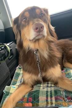 1166 Buddy -  Australian Shepherd Dog for Adoption in Ringwood, Illinois - 1166 Buddy | PetCurious