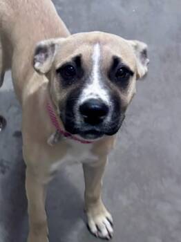 Rescue Boxer and Great Dane Dogs for Adoption in Thompson Falls, Montana - Catie | PetCurious