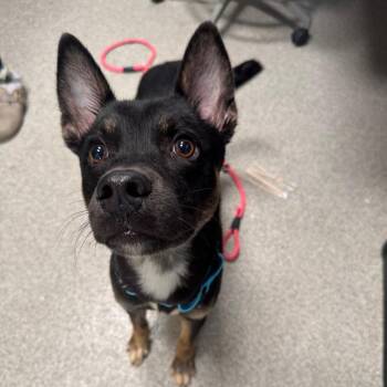 Snickers -  Mixed Breed Dog for Adoption in Englewood, Florida - Snickers | PetCurious