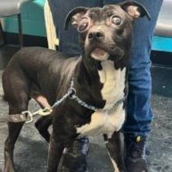 Pit Bull Terrier and Mixed Breed Dogs Available for Adoption - Wonder | PetCurious