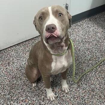 Roxie -  Mixed Breed and Pit Bull Terrier Dog for Adoption in Salt Lake City, Utah - Roxie | PetCurious