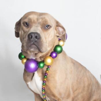 Rescue Boxer and Mountain Cur Dogs for Adoption in Plaquemine, Louisiana - Marinette (Mary) | PetCurious