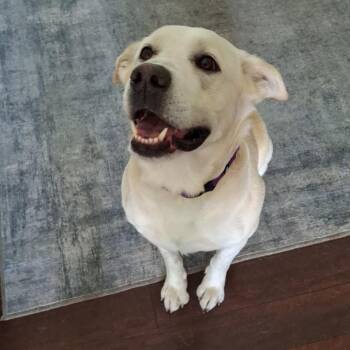 Cloud -  Labrador Retriever Dog for Adoption in Minneapolis, Minnesota - Cloud | PetCurious