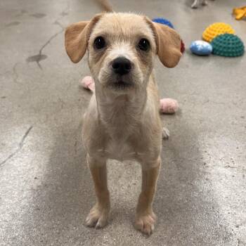Topanga -  Chihuahua Dog for Adoption in Hawthorne, California - Topanga | PetCurious