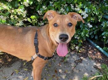Labrador Retriever and Mixed Breed Dogs Available for Adoption in Santa Rosa, California - SPRINKLES | PetCurious
