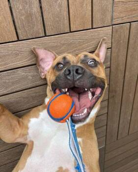 Mico Galvao - IN FOSTER -  Mixed Breed Dog for Adoption in Chamblee, Georgia - Mico Galvao - IN FOSTER | PetCurious