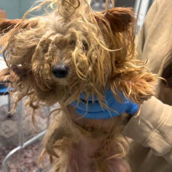 Donatello -  Yorkshire Terrier Dog for Adoption in Lenexa, Kansas - Donatello | PetCurious