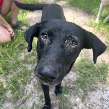 Rescue Mixed Breed Dogs for Adoption in Bryan, Texas - Lady 2 | PetCurious