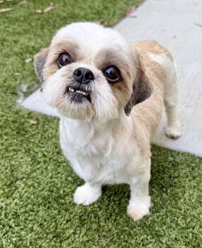 Tora -  Shih Tzu Dog for Adoption in Cypress, California - Tora | PetCurious