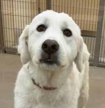 Lola -  Great Pyrenees Dog for Adoption in Columbia, Illinois - Lola | PetCurious