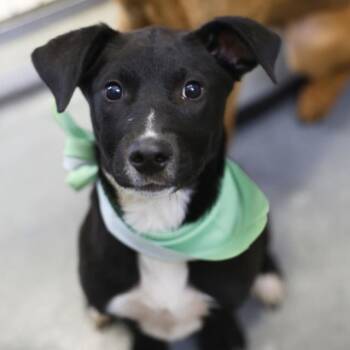 REMEY -  Border Collie Dog for Adoption in San Antonio, Texas - REMEY | PetCurious