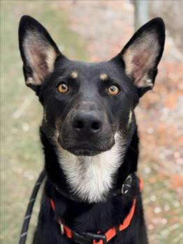 Australian Kelpie Dogs Available for Adoption in Woodland, California - *CLOVER | PetCurious