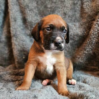 Mixed Breed Dogs Available for Adoption - Rose Pup - Memphis | PetCurious