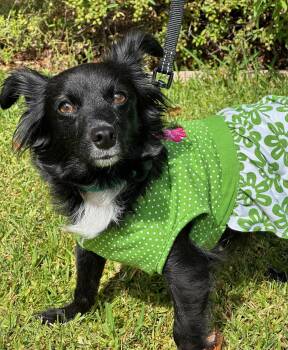 Papillon Dogs Available for Adoption in Palo Alto, California - Moolah | PetCurious