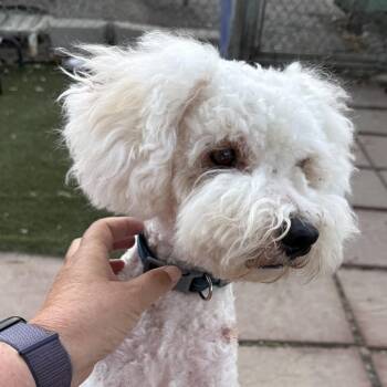 Lucky Louie -  Poodle and Maltese Dog for Adoption in Fresno, California - Lucky Louie | PetCurious