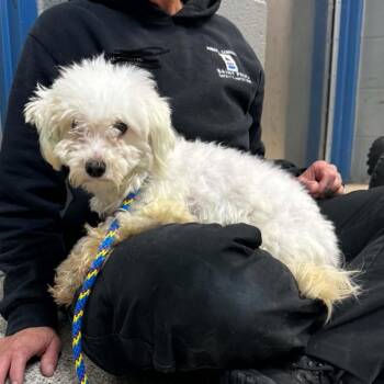 Turk D12960 -  Coton De Tulear and Maltese Dog for Adoption - Turk D12960 | PetCurious