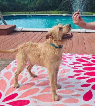 Tynie -  Mixed Breed Dog for Adoption in Taycheedah, Wisconsin - Tynie | PetCurious