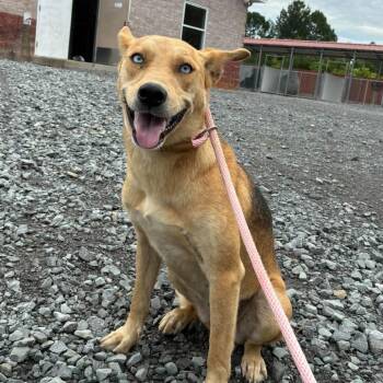Kenzie -  Shepherd and Husky Dog for Adoption in Enterprise, Alabama - Kenzie | PetCurious